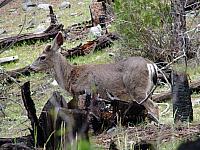 FAUNE 4 (26).JPG
